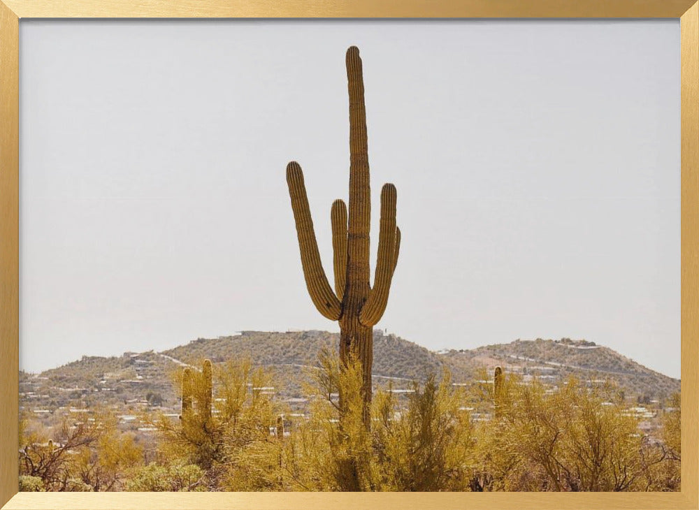 Under the Tucson Sun Poster