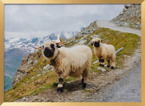 Sheep in the Swiss Alps Poster