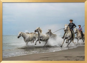 Camargue horses Poster