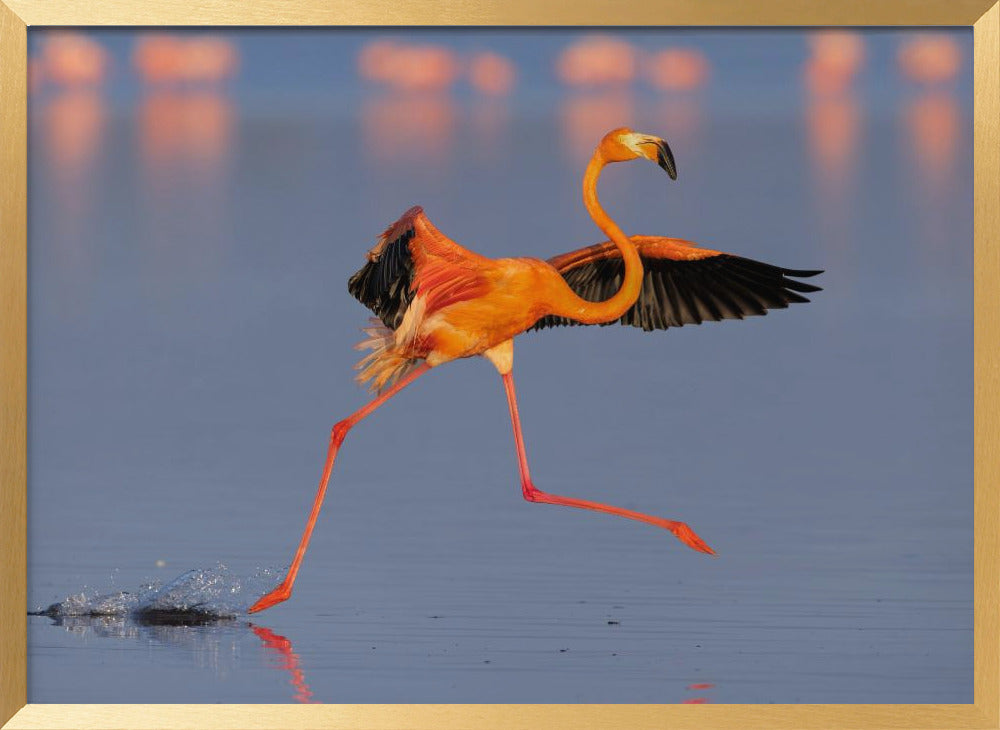 Flamingo Dancing Poster