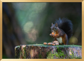 Close-up of squirrel eating food on wood Poster