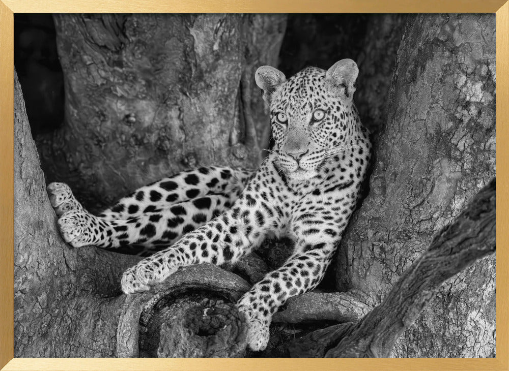 Leopard on A Tree Poster