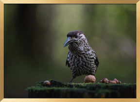 nutcracker on tree stump Poster