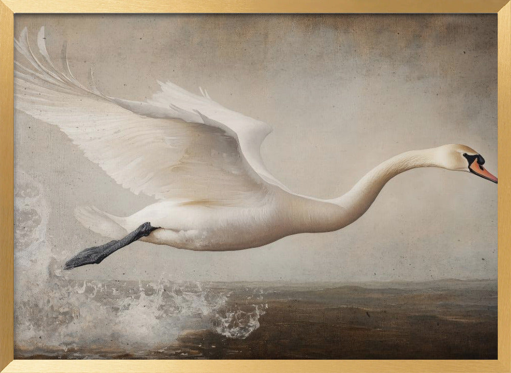 Flying Swan Poster