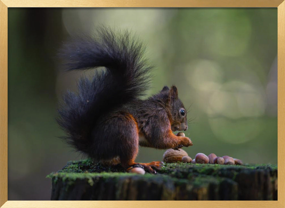 Close-up of squirrel with some nuts Poster