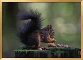 Close-up of squirrel with some nuts Poster