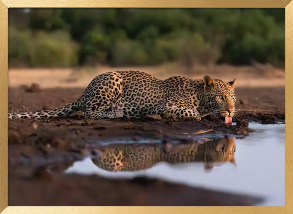 Leopard Drinking Poster