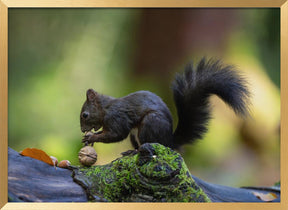 Close-up of brown squirrel eating some nuts Poster