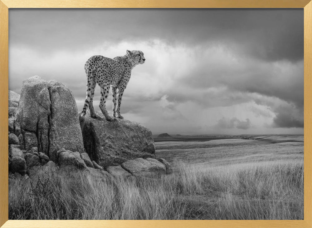 CheetahView-BW Poster