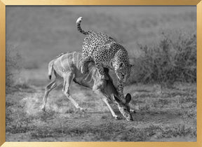 CheetahHunting-BW Poster