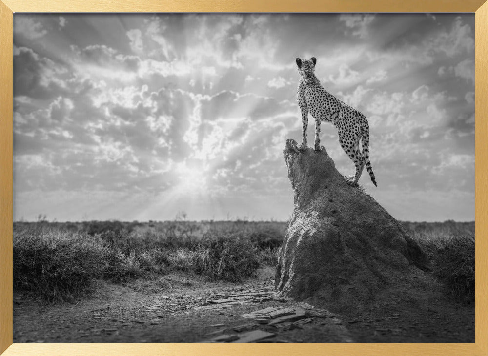 SundownCheetah-BW Poster