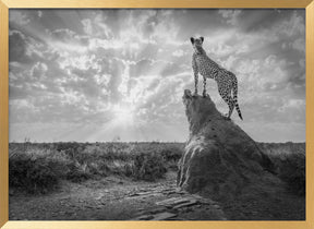 SundownCheetah-BW Poster