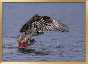 Osprey Chatching Kokanee Salmon Poster