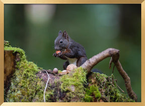 squirrel with some nuts Poster