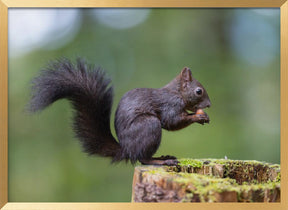 squirrel posing Poster