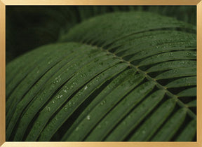 Raindrops in Palm Poster