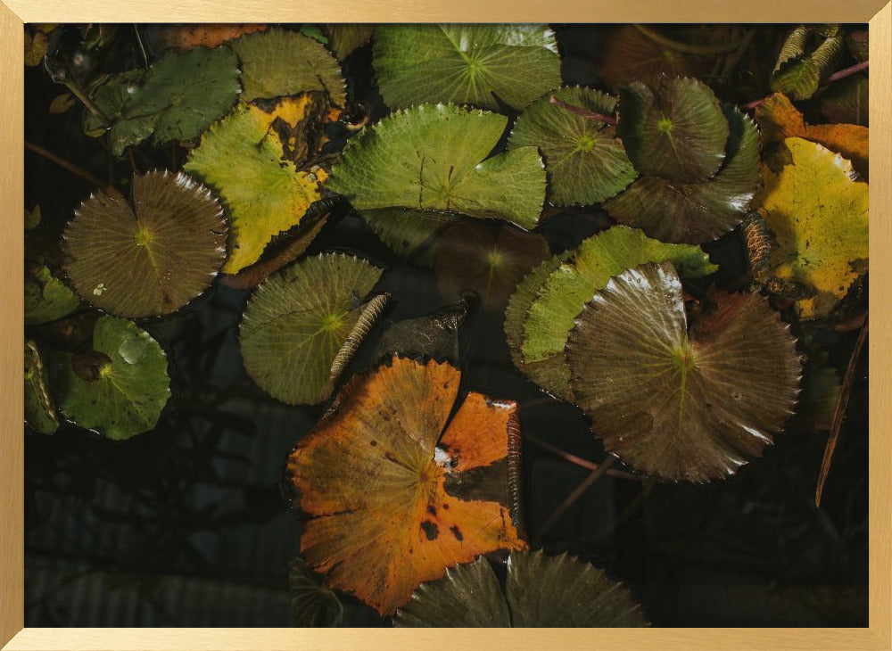 Lily Pads Poster