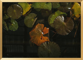 Lily Pads in Water Poster