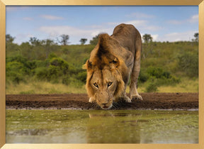 A handsome Male Lion Poster