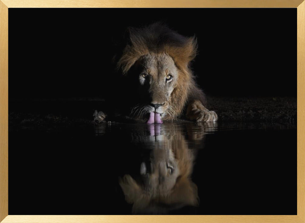 Lion Drinking Poster