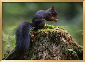 Close-up of squirrel on tree trunk Poster