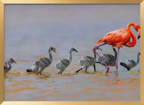 Flamingo Babysitter Poster