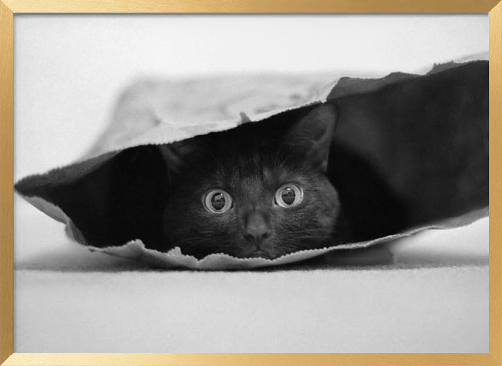 Cat in a bag Poster