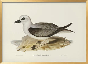 White Headed Petrel Poster