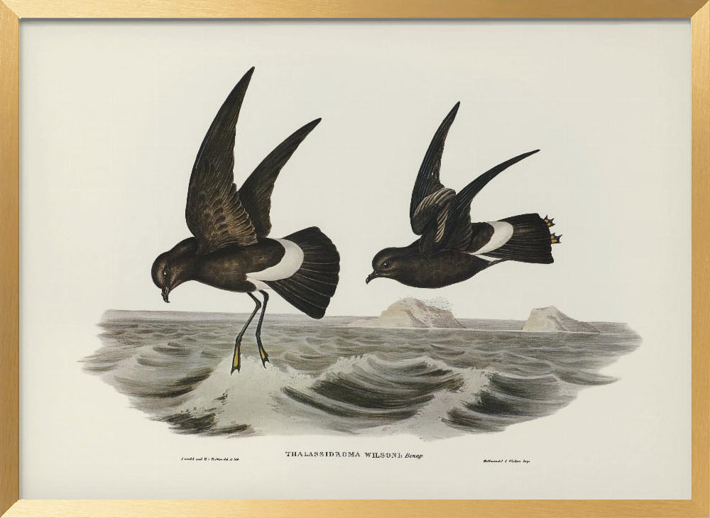 Wilson&#039;s Storm Petrel Poster