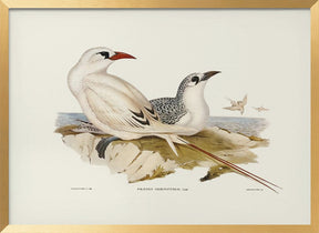 Red Tailed Tropic Bird Poster