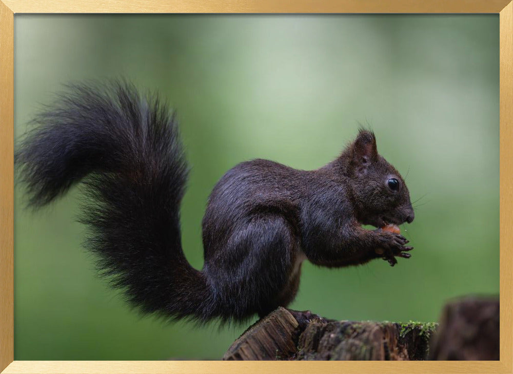 squirrel on wood with perfect pose Poster