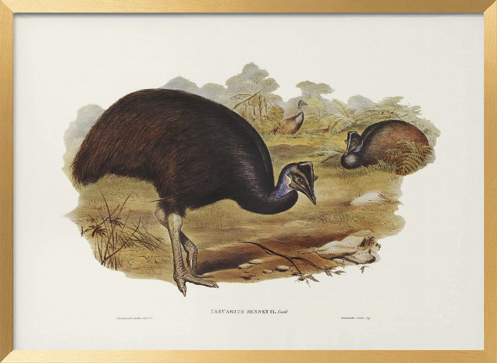 Bennett&#039;s Cassowary Poster