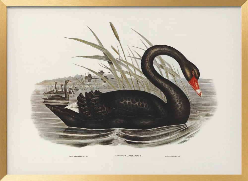 Black Swan Poster