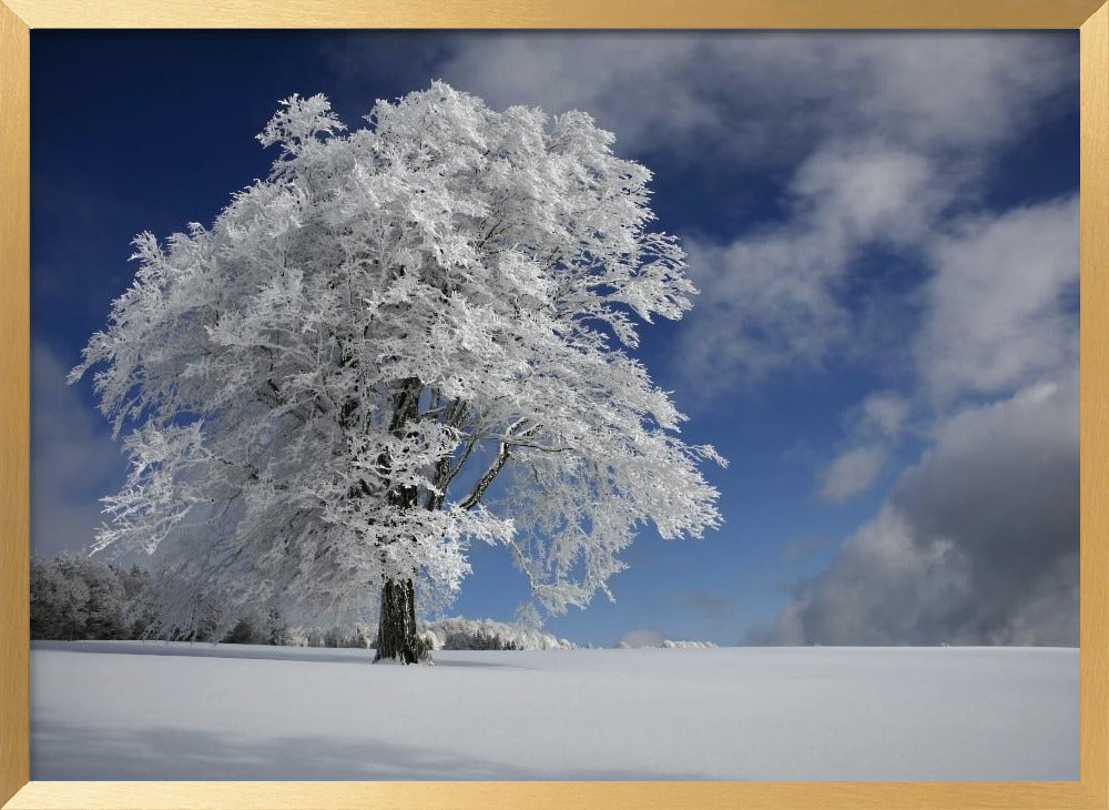 White Windbuche in Black Forest Poster