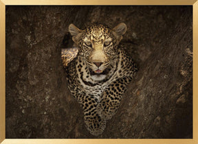 Leopard Resting on a Tree at Masai Mara Poster