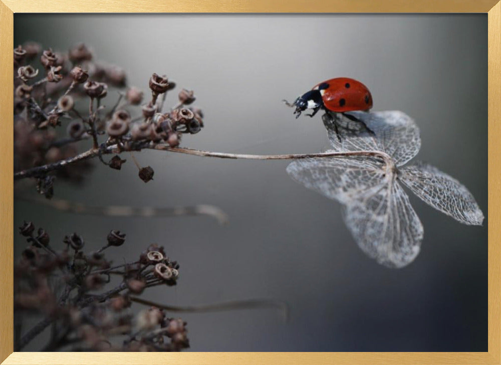 Ladybird on hydrangea. Poster