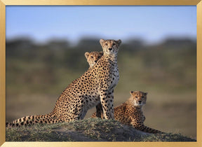 Cheetahs Family Poster