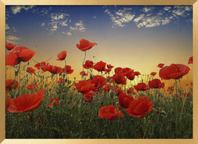 Poppies Poster