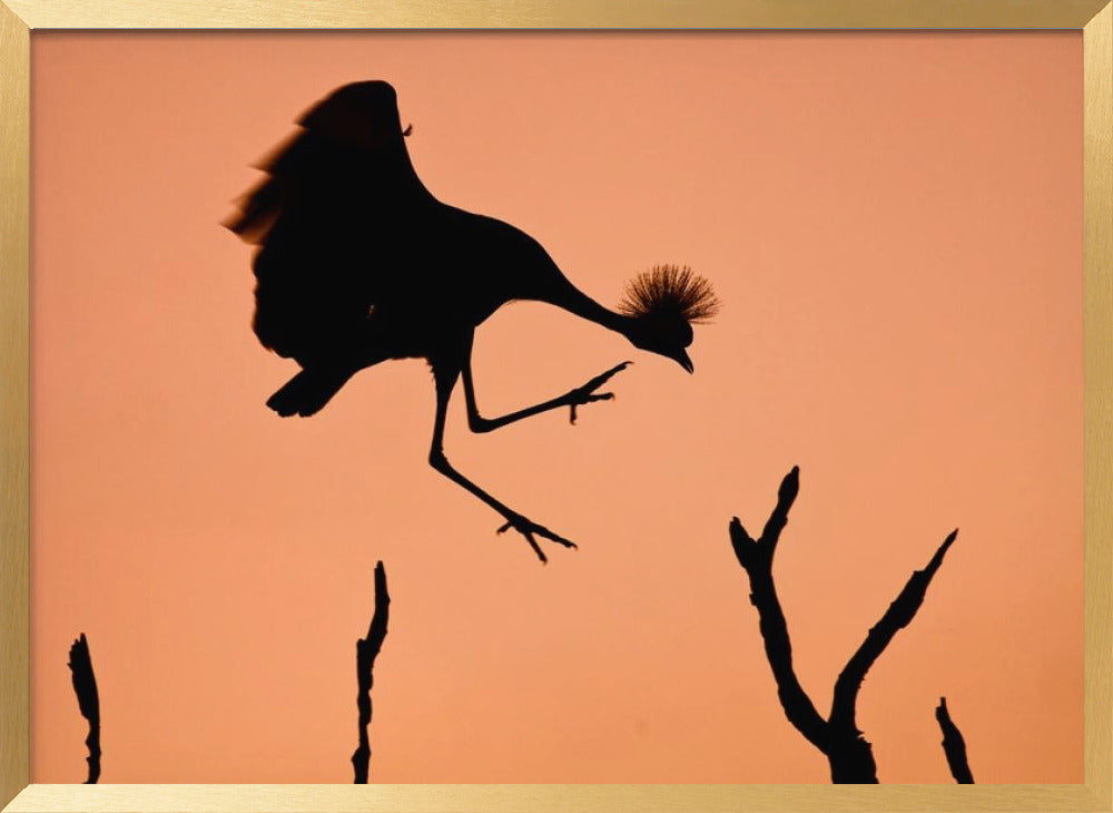 Mr. Crowned Crane A.K.A. Twinkle Toes Poster