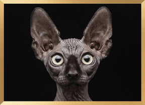 Sphynx Cat Poster