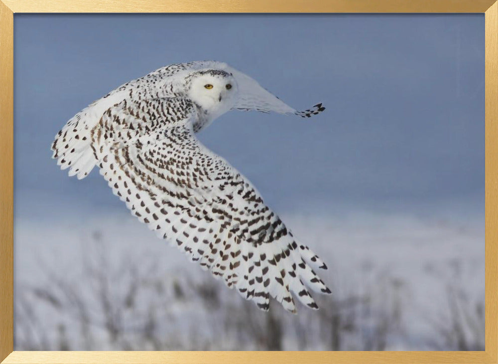 Snowy Owl Poster