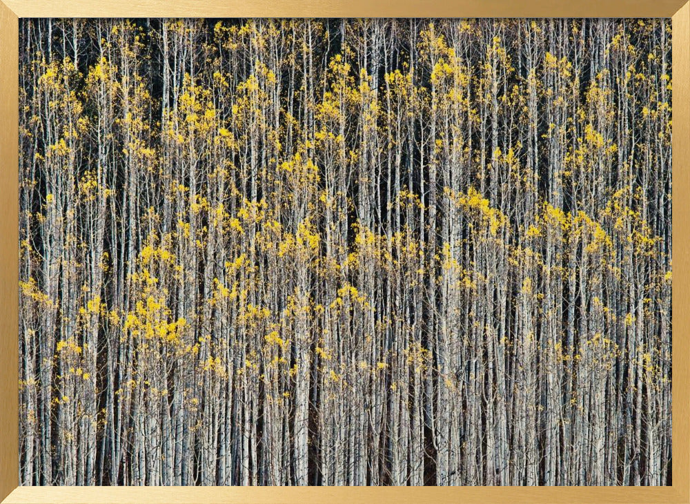 Rhythm of Forest Poster