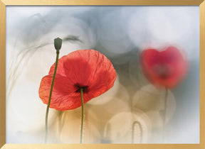 Morning Poppies Poster