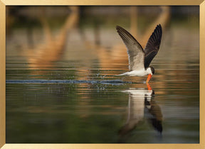 The African Skimmer Poster