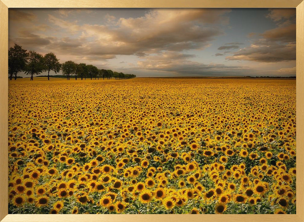 Sunflowers Poster