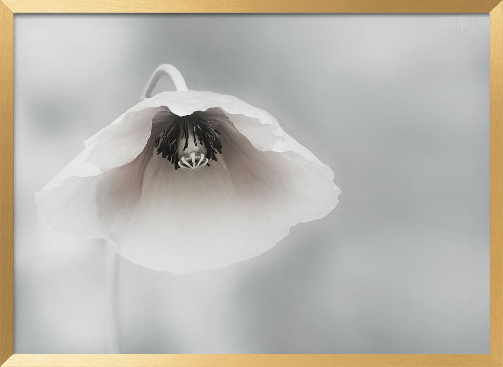 Ephemeral Beauty Poster