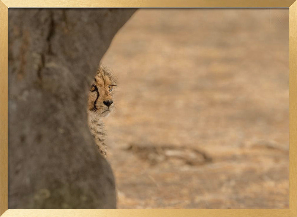 Cheetah hiding Poster