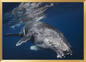 Humpback Whale Poster