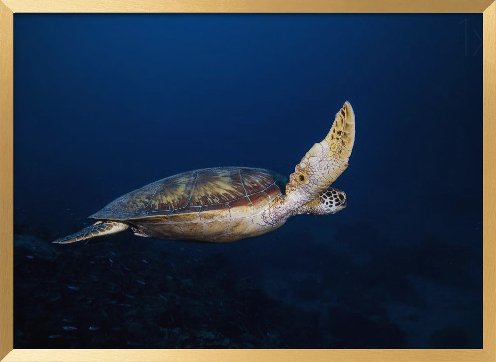 Green Turtle Poster