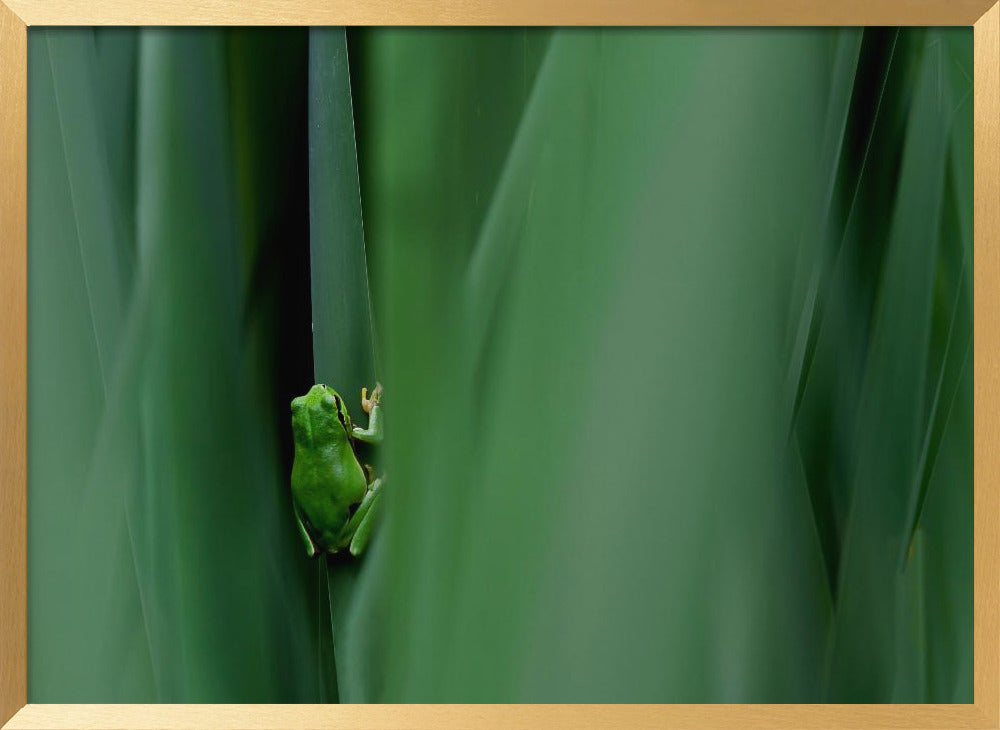 Stage curtain Poster